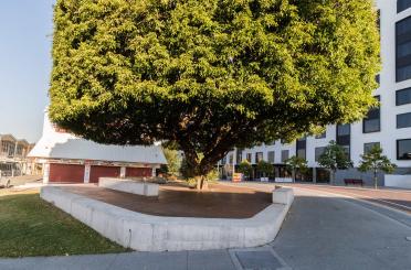 a tree in a city